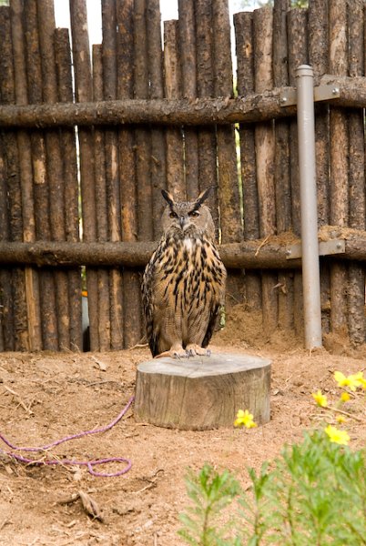 31 Owl